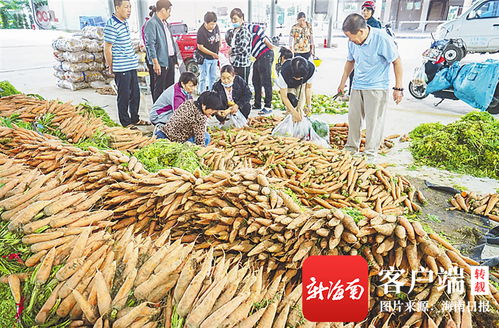 三亞農(nóng)投公益性批發(fā)市場(chǎng) 架起“菜園子”直通“菜籃子”的惠民橋